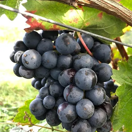 Penzion Weinquartier Kröv