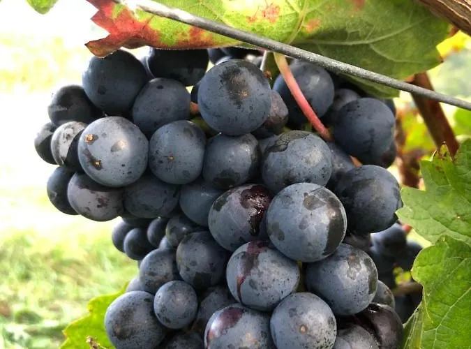 Pensionat Weinquartier Kröv